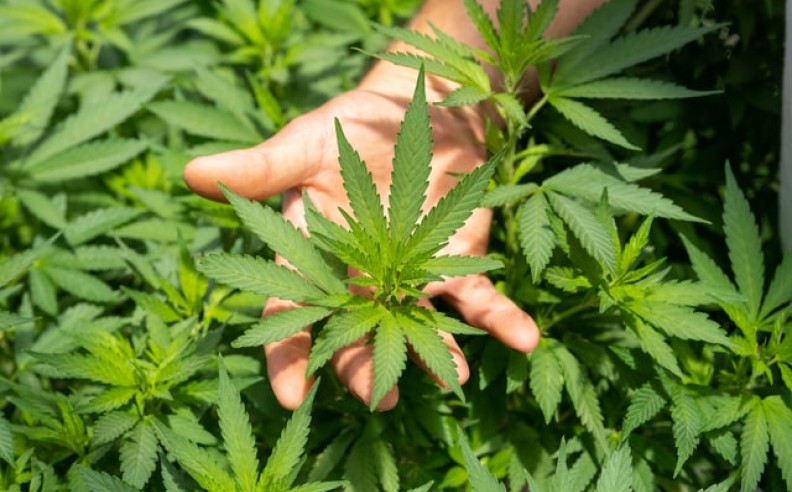 Hippy Collective CBD, revolucionando el sector del cannabis legal