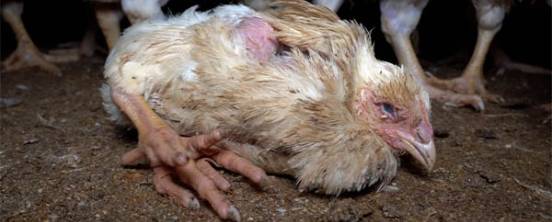 Lidl es denunciada ante la justicia por delitos de maltrato animal
