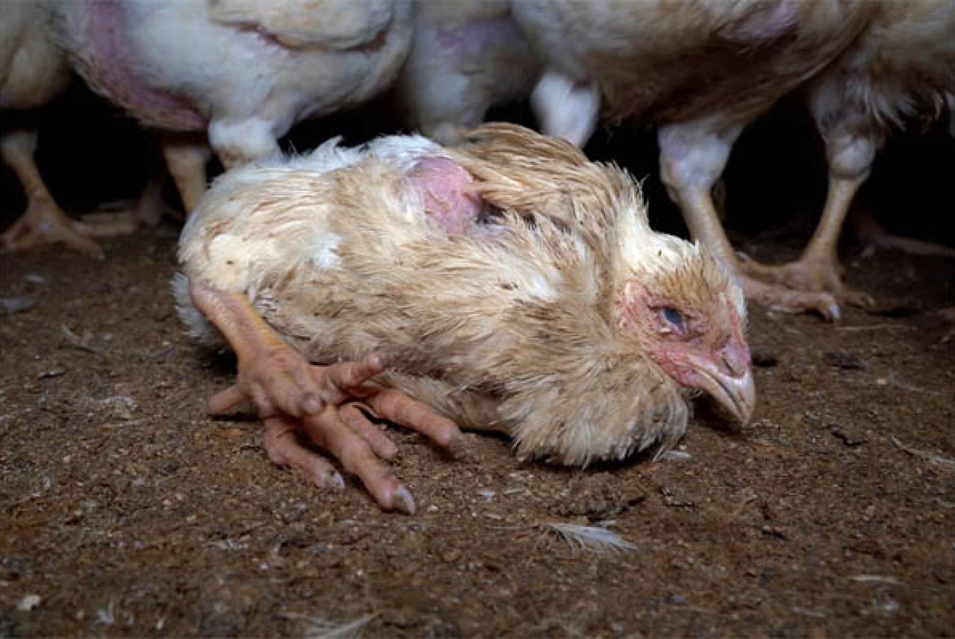 Equalia ONG descubre canibalismo, ataques al corazón y deformidades en granjas avícolas alemanas relacionadas con un proveedor de Lidl