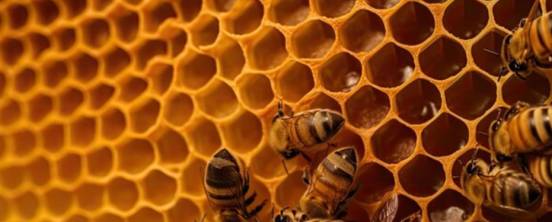 Grandes bondades que otorga la miel de abeja