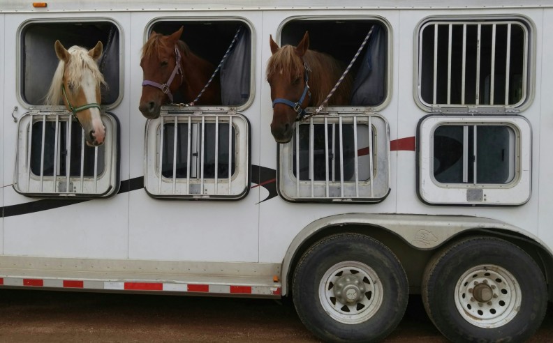 Todo sobre el transporte de caballos