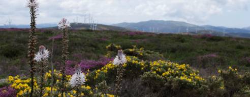 Costa da Morte como destino turístico 'Starlight' sin valorar el impacto nocturno de la nueva generación de parques eólicos