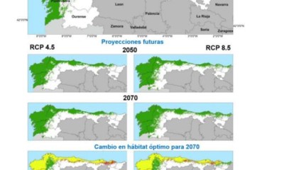 EL CAMBIO CLIMÁTICO DISPARARÁ LA SUPERFICIE DE EUCALIPTO