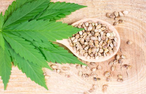 9 trucos faciles para germinar semillas de marihuana con exito 47908 600