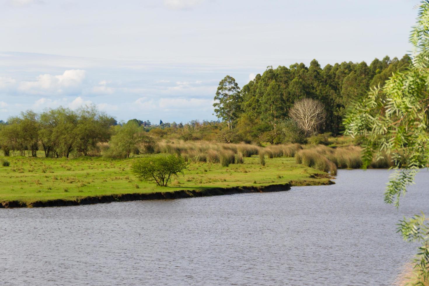 field landscape with stream and eucalyptus afforestation in federacion entre rios 